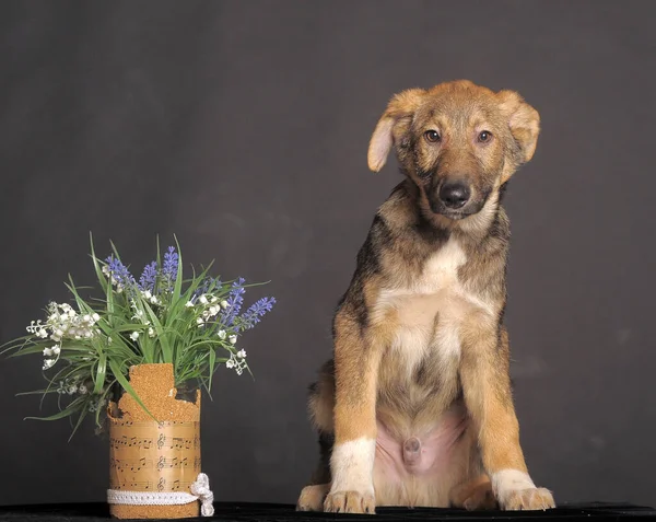 Mongrel Bruine Puppy Een Grijze Achtergrond Naast Bloemen — Stockfoto