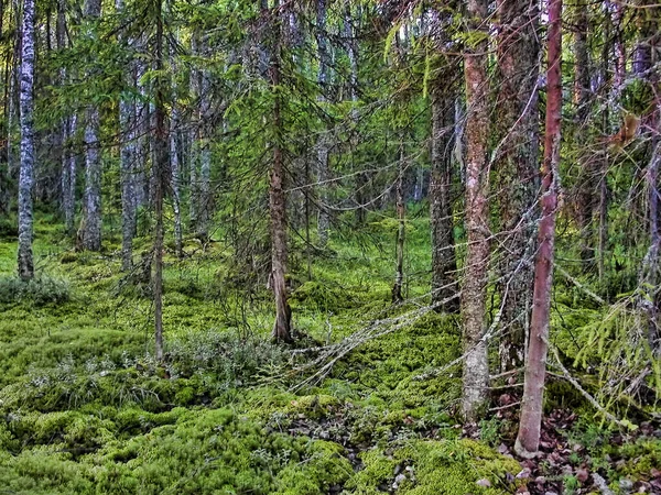 Πυκνό Δάσος Ελάτης Βρύα — Φωτογραφία Αρχείου