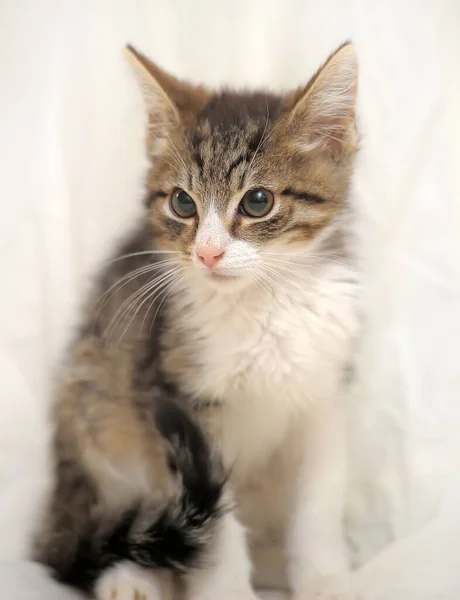 Bonito Branco Com Gatinho Marrom Fundo Branco — Fotografia de Stock