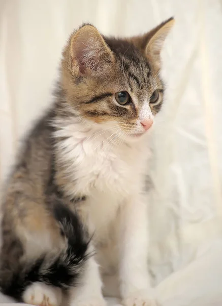 可爱的白色 白色背景上有褐色的小猫 — 图库照片