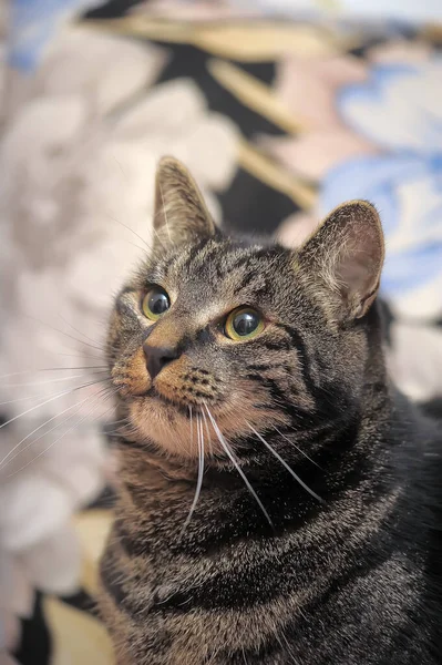 Chat Tabby Avec Des Yeux Blancs Portrait — Photo