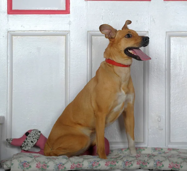 Happy Domestic Brown Shorthair Dog — Stock Photo, Image