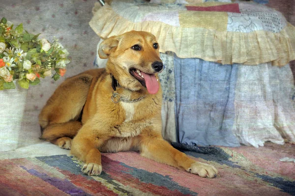 Feliz Doméstico Marrón Taquigrafía Perro — Foto de Stock