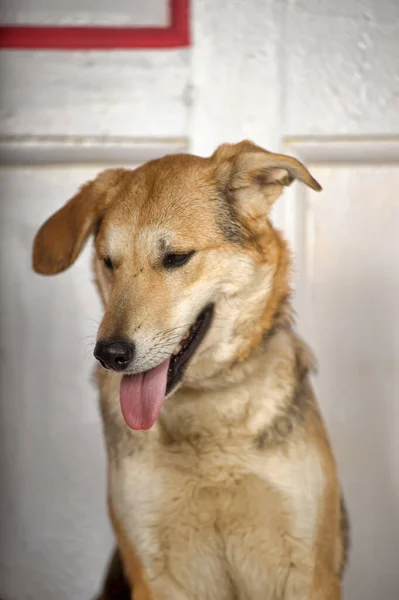 Glad Inhemsk Brun Stenografihund — Stockfoto