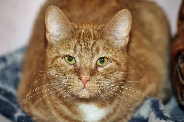 Kırmızı Beyaz Sarı Gözlü Kedi Portresi — Stok fotoğraf