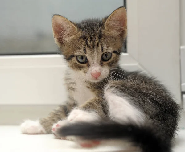 Carino Marrone Con Bianco Piccolo Gattino — Foto Stock