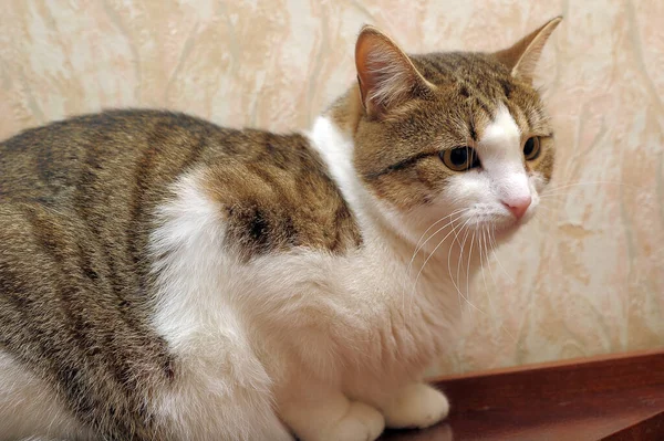 Grueso Rayas Con Blanco Marrón Gato Encuentra — Foto de Stock