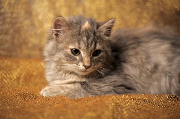 Mignon Brun Avec Chaton Pelucheux Gris Rouge — Photo