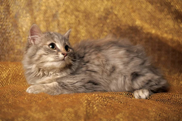 Cute Brown Gray Red Fluffy Kitten — Stock Photo, Image