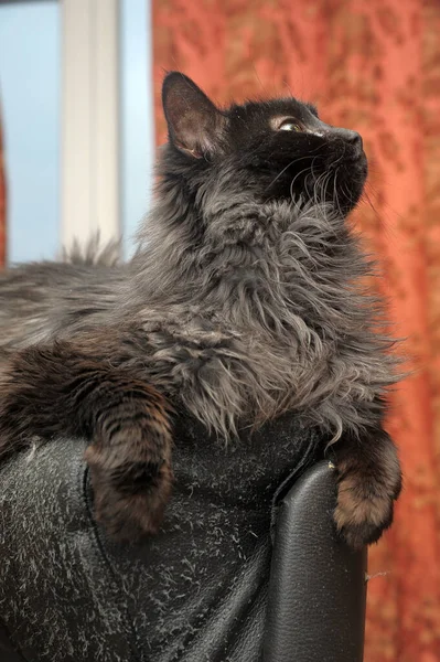 Wunderschöne Schwarze Flauschige Katze Liegt Auf Einem Stuhl — Stockfoto