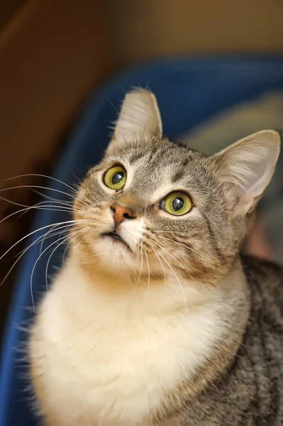 Jong Bruin Met Wit Stenografisch Kattenportret — Stockfoto