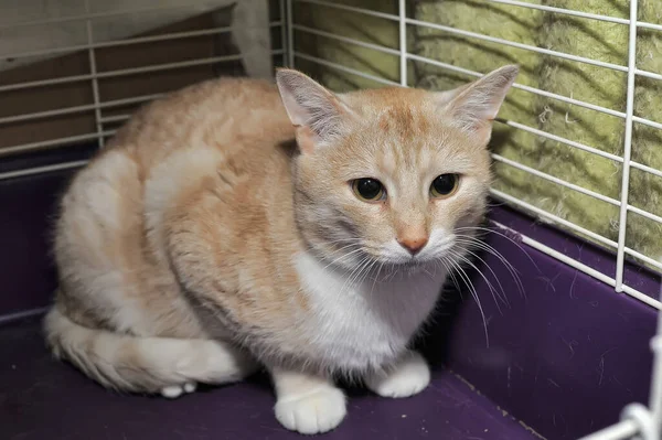 Red White Cat Cage Shelter — Stock Photo, Image