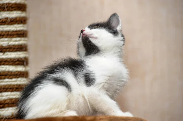 Zabawy Czarny Biały Mały Kotek — Zdjęcie stockowe