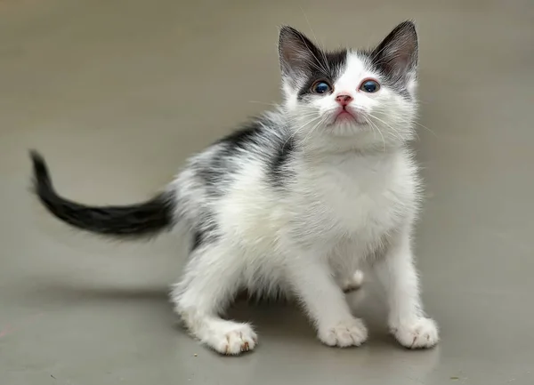 Giocoso Gattino Bianco Nero — Foto Stock