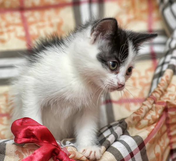 Playful Black White Little Kitten — Stock Photo, Image