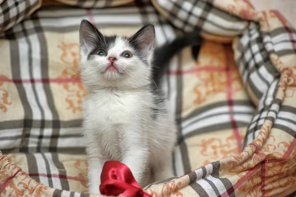 Juguetón Negro Blanco Poco Gatito —  Fotos de Stock