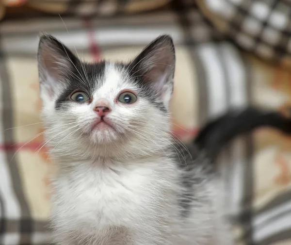 Juguetón Negro Blanco Poco Gatito — Foto de Stock