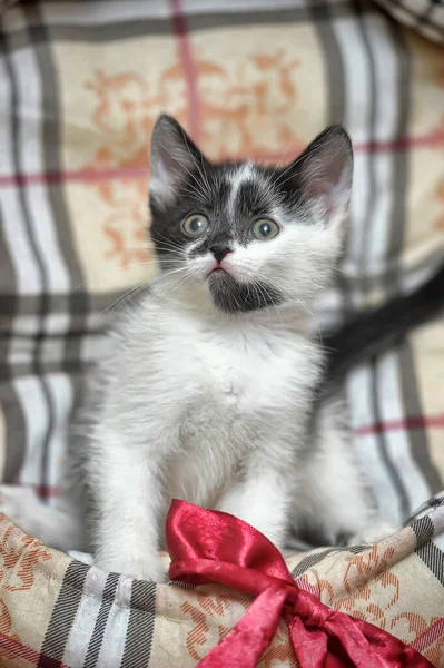Playful Black White Little Kitten — Stock Photo, Image