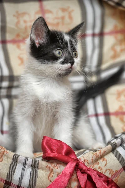 Playful Black White Little Kitten — Stock Photo, Image