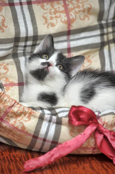 Playful Black White Little Kitten — Stock Photo, Image