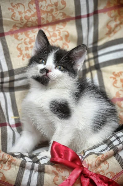 顽皮的黑白小猫咪 — 图库照片