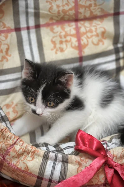 Грайливий Чорно Білий Маленький Кошеня — стокове фото