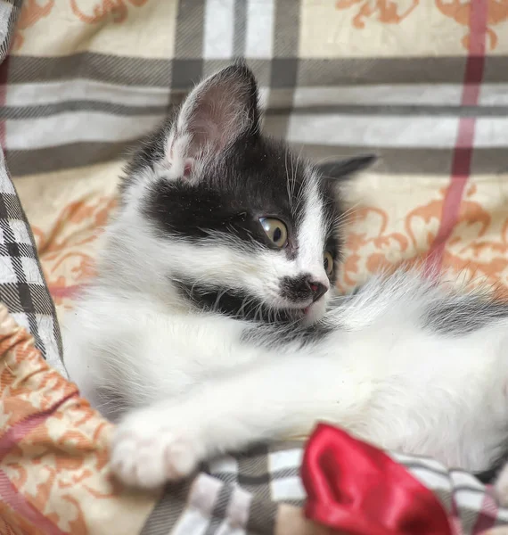 Oyuncu Siyah Beyaz Kedi Yavrusu — Stok fotoğraf