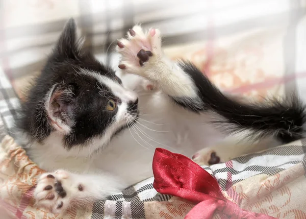 Playful Black White Little Kitten — Stock Photo, Image