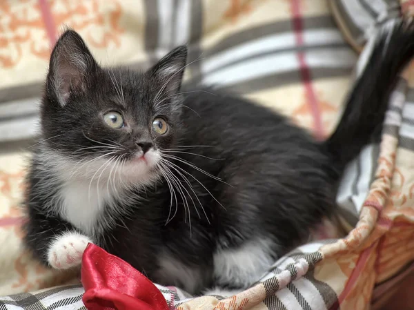 Грайливий Чорно Білий Маленький Кошеня — стокове фото