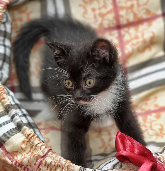 Playful Black White Little Kitten — Stock Photo, Image