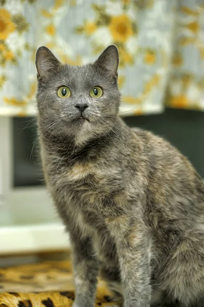 Beautiful Shorthair Gray Red Cat Close — Stock Photo, Image