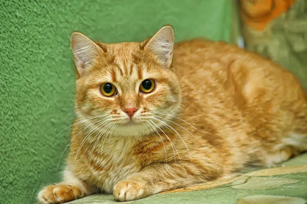 Красивая Рыжая Короткошерстная Кошка — стоковое фото