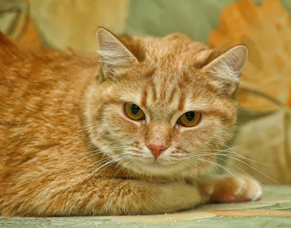 Bonito Gengibre Shorthair Grande Eyed Gato — Fotografia de Stock