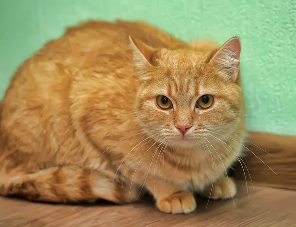 Bonito Gengibre Shorthair Grande Eyed Gato — Fotografia de Stock