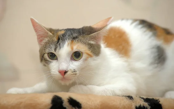 Retrato Gatinho Tricolor Assustado Com Grandes Olhos Close — Fotografia de Stock