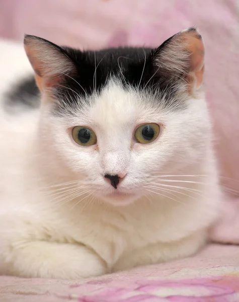 Lustig Weiß Mit Schwarzen Ohren Katzenporträt — Stockfoto