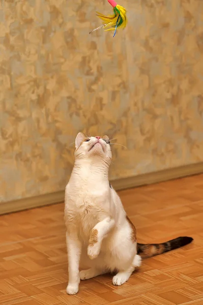 Joven Negro Blanco Gato Propietarios Manos — Foto de Stock