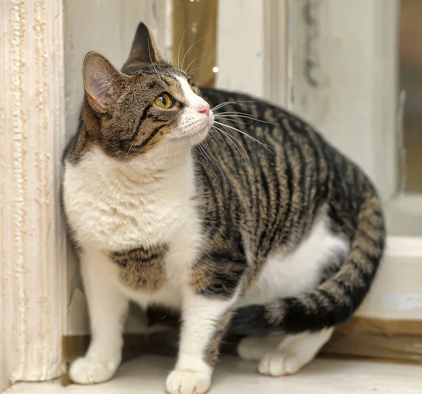 Listrado Branco Interessante Gato Shorthair — Fotografia de Stock