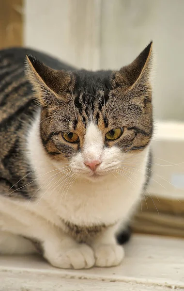 줄무늬와 흥미있는 고양이 — 스톡 사진