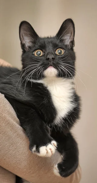 Young Black White Cat Owners Hands — Stock Photo, Image