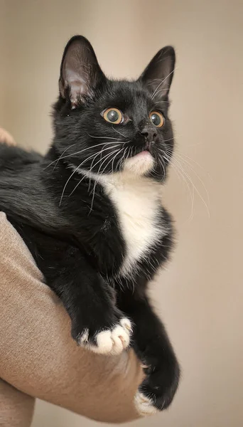 Jovem Gato Preto Branco Nas Mãos Proprietários — Fotografia de Stock