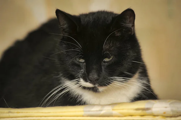 Gato Preto Branco Com Longo Bigode Branco — Fotografia de Stock