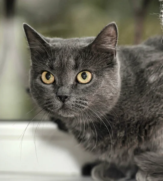 Gato Gris Con Grandes Ojos Amarillos — Foto de Stock