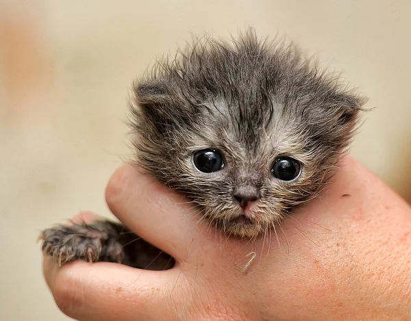 Ein Winziges Graues Kätzchen Seinen Händen Das Gerade Seine Augen — Stockfoto