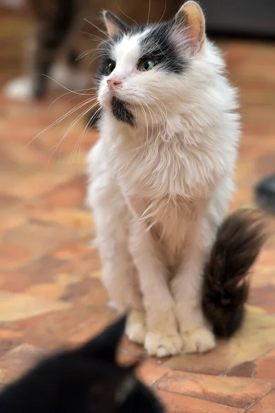 Triest Pluizig Zwart Met Witte Kat Zitten Vloer — Stockfoto