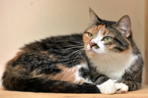 Wütende Unzufriedene Tricolor Katze Lügt — Stockfoto