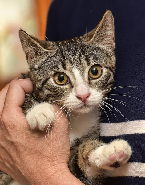 Dilucuti Dengan Anak Kucing Putih Tangan — Stok Foto