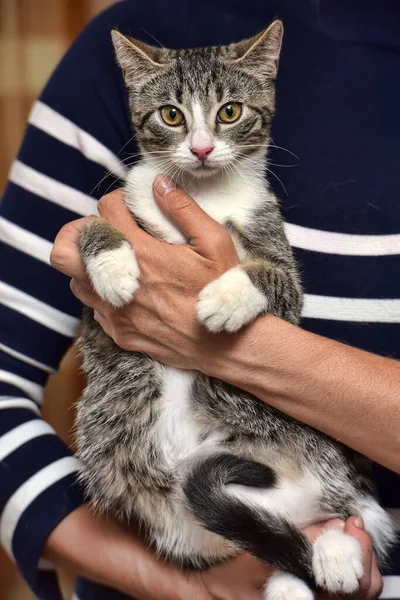 Dilucuti Dengan Anak Kucing Putih Tangan — Stok Foto