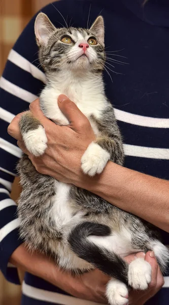 Gestreept Met Wit Katje Handen — Stockfoto