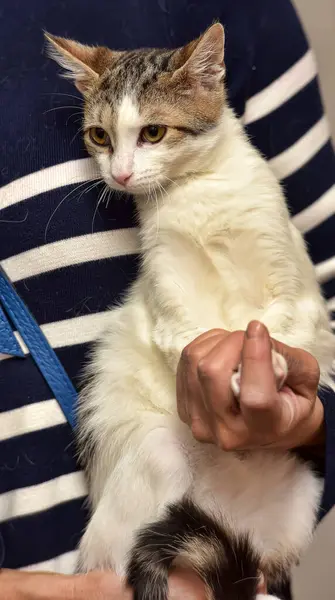 Striped White Affectionate Kitten Hands — Stock Photo, Image